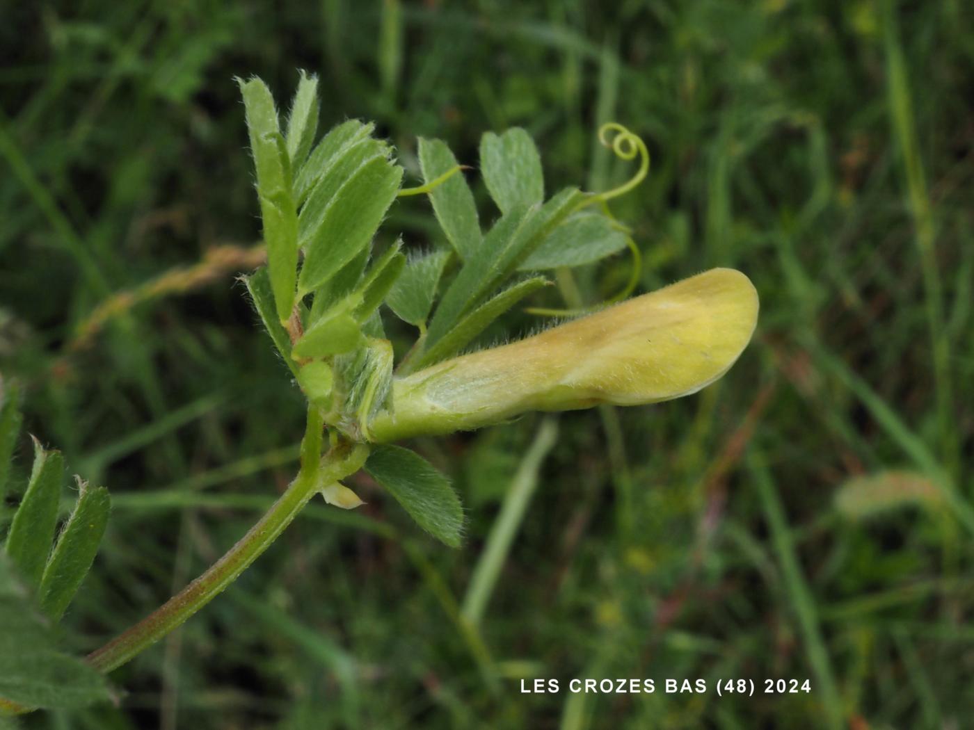 Vetch, Hairy Yellow flower